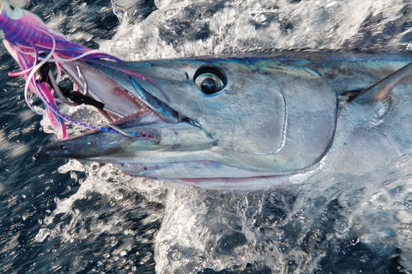 Wahoo hooked fishing offshore