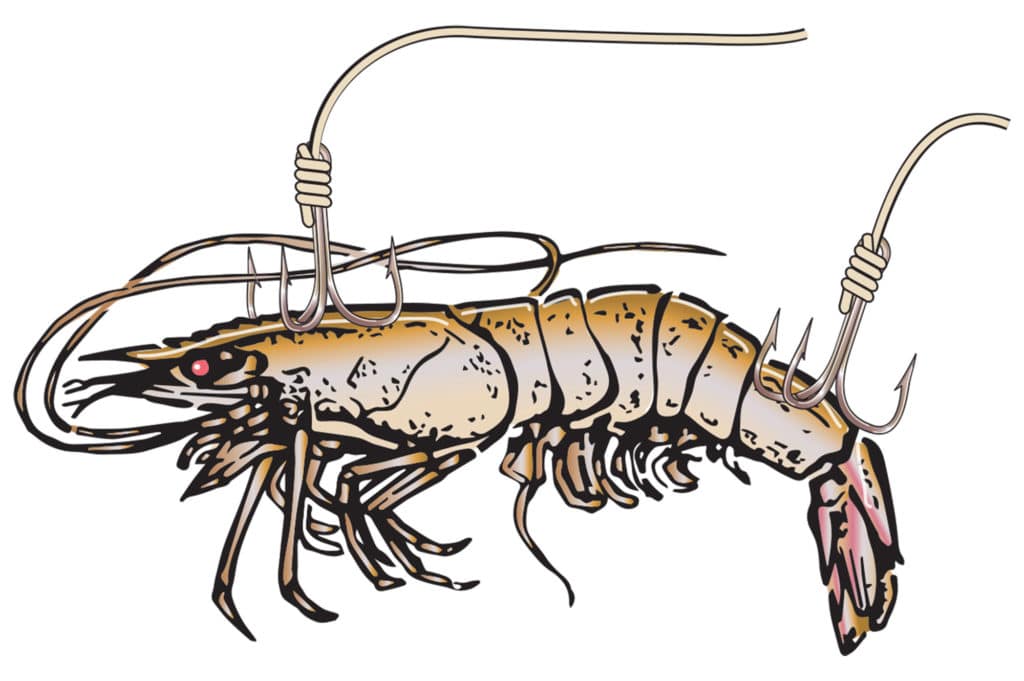 Capt. Tommy Pellegrin's tips for hooking live shrimp