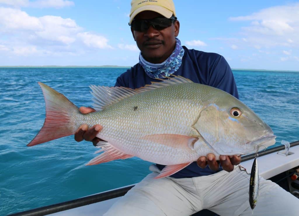 Caribbean mutton snapper