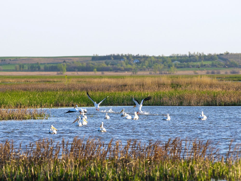 Cheyenne Bottoms Wildlife Area Kansas