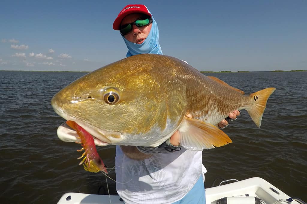 red drum buras Louisiana pink shrimp