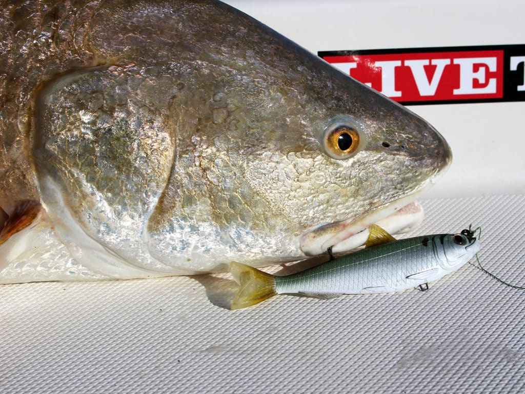 LiveTarget swimbait and redfish