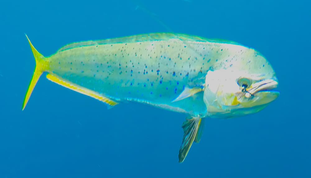 dorado fishing off Mexico