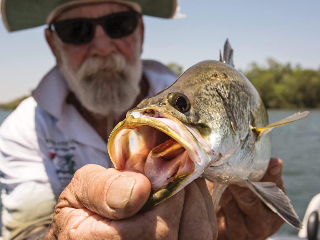 Australia barramundi