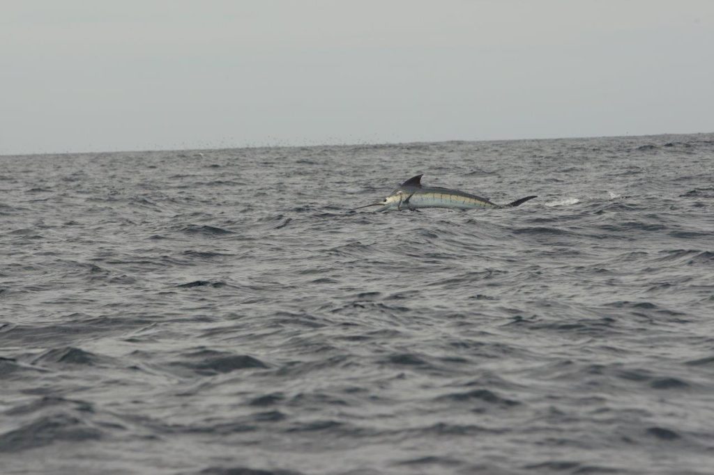 Australia marlin fishing at Port Stephens - striped marlin