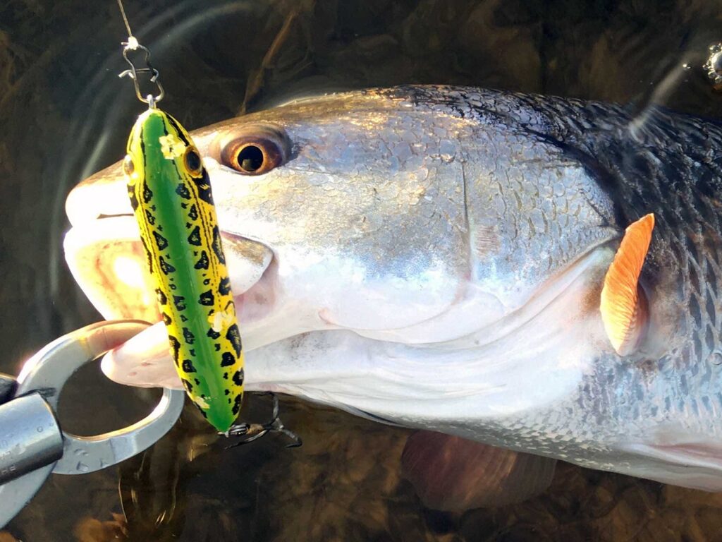 redfish on topwater