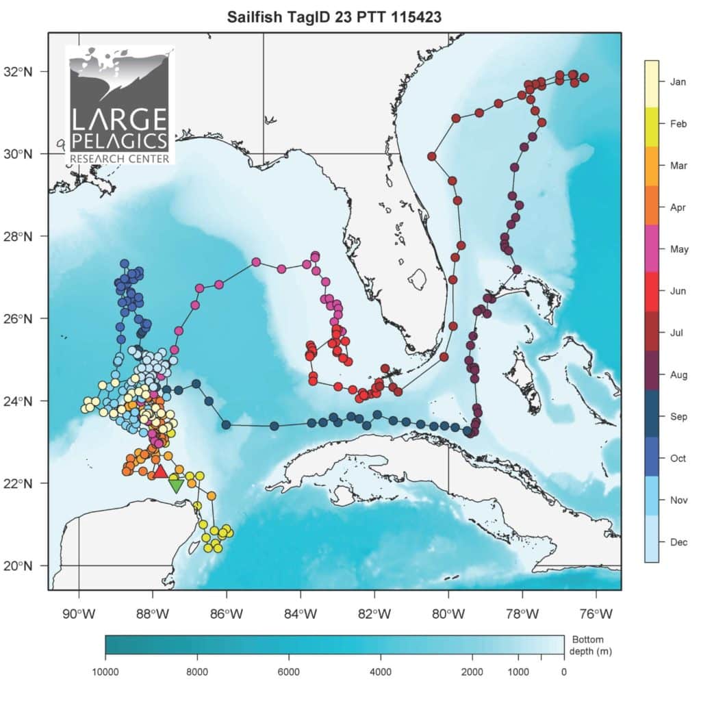 Sailfish study reveals secrets - one fish's route