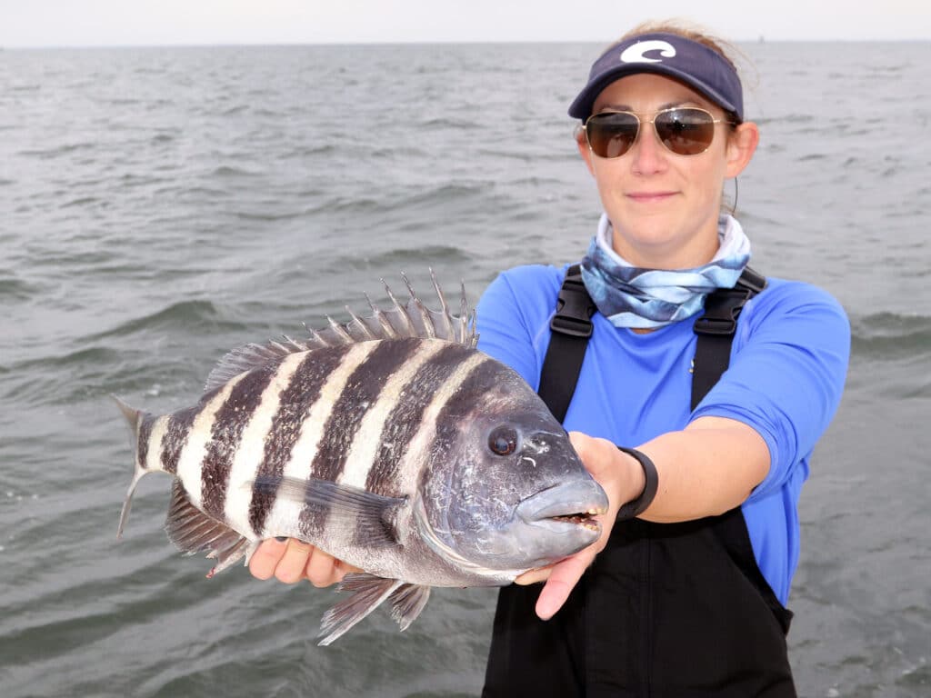 big sheepshead catch