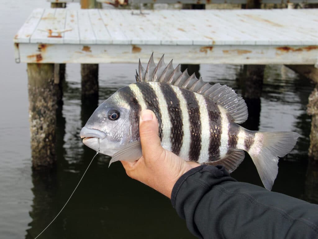 sheepshead caught near dock