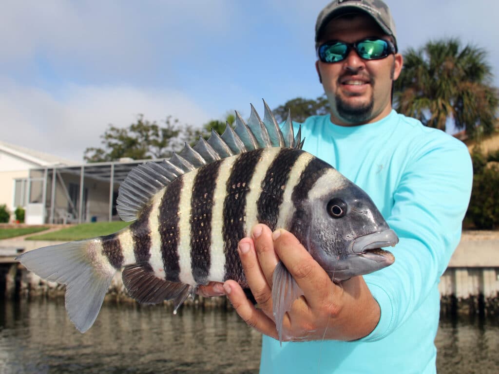 sheepshead caught near sea wall