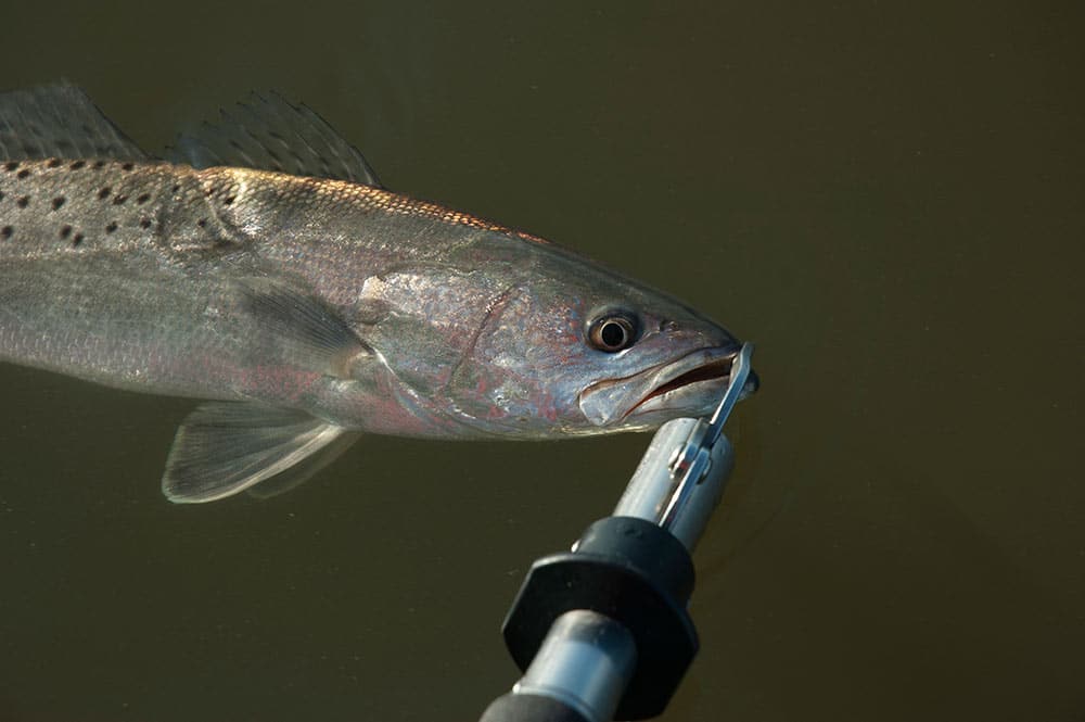 Spotted Seatrout Release