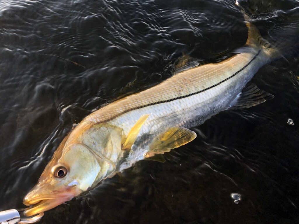 snook southwest florida