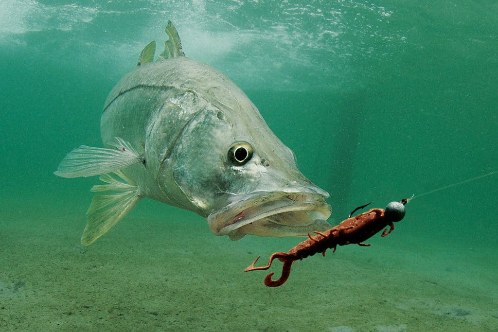 Snook fishing