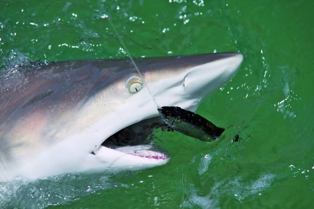 Blacktip shark on a stick bait