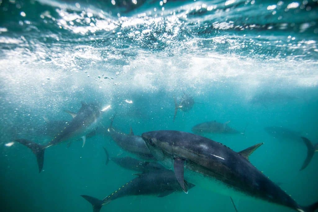 Bluefin tuna migrating