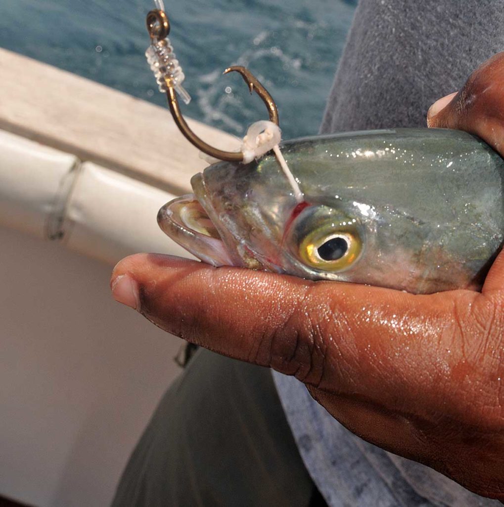 Where and How to Catch Trophy Roosterfish