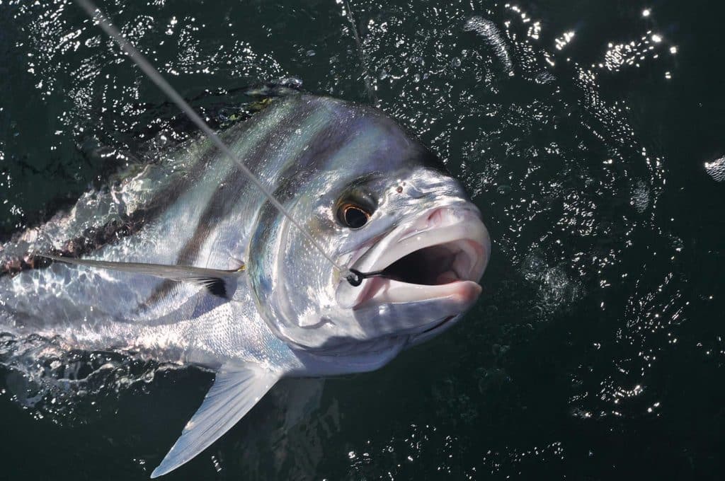 Where and How to Catch Trophy Roosterfish