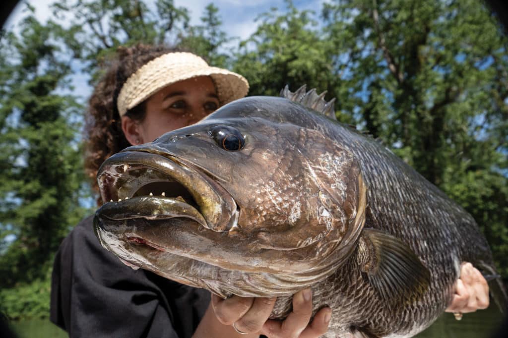 Papuan black snapper