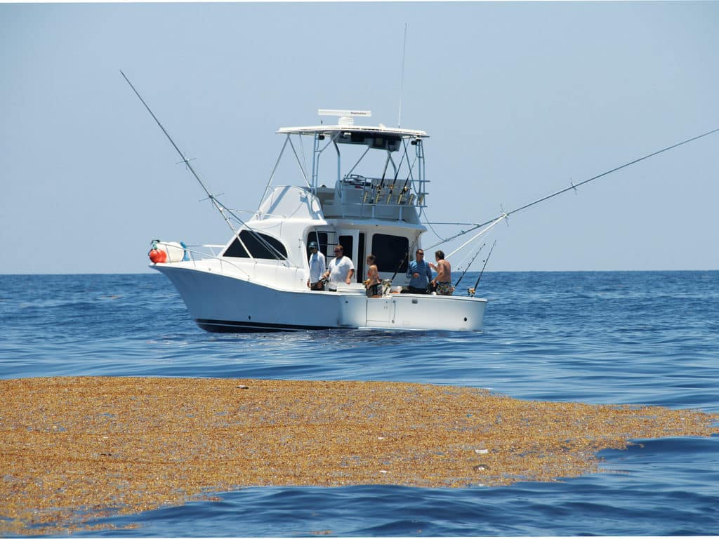 weed lines in Cayman Islands