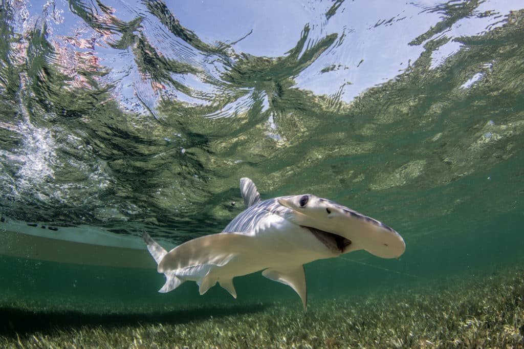 Shark Fishing With Kids