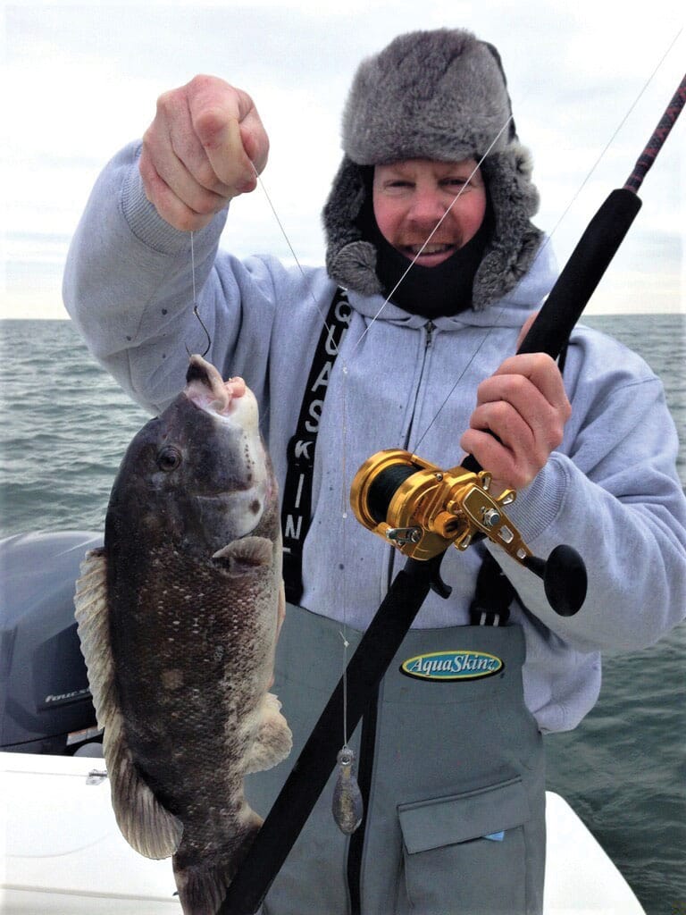 Tautog caught using an octopus hook