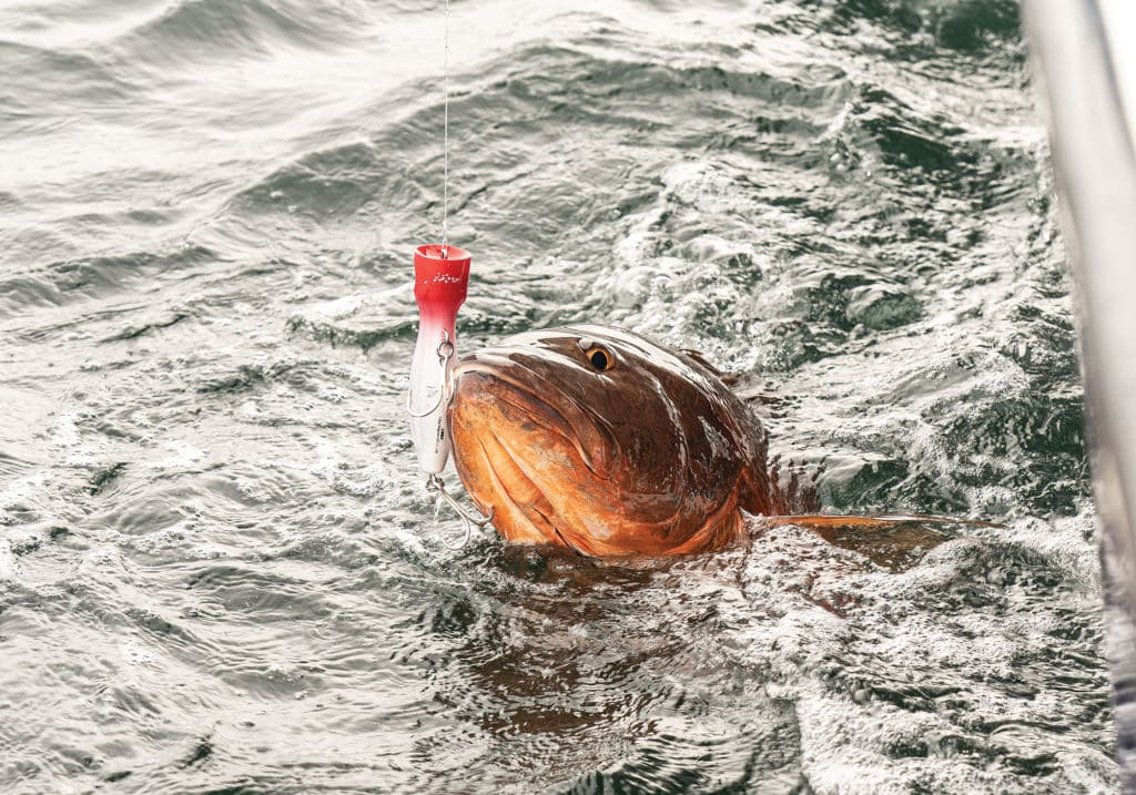 Cubera snapper caught in Colombia