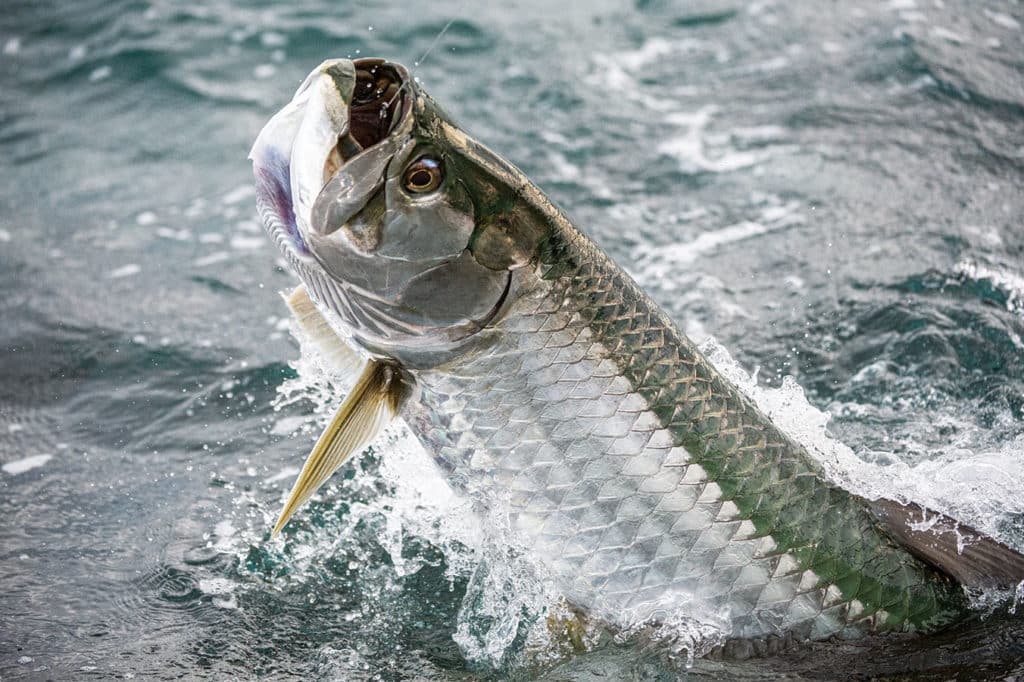 Atlantic tarpon in Colombia