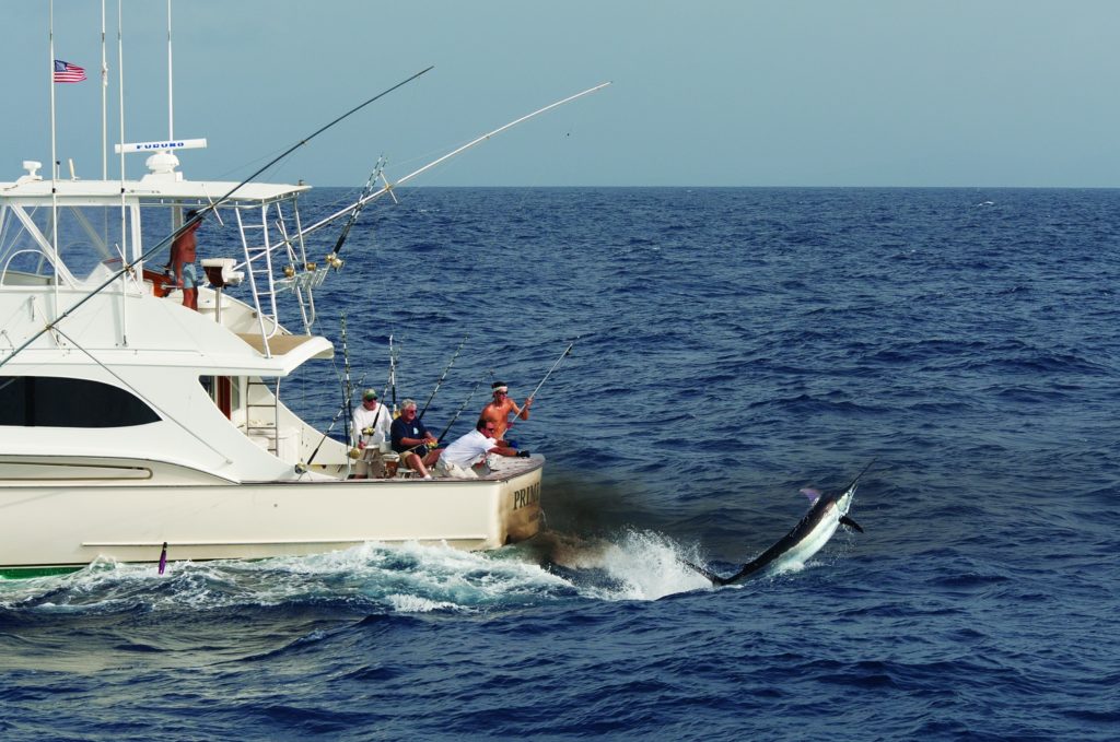 Wiring a billfish