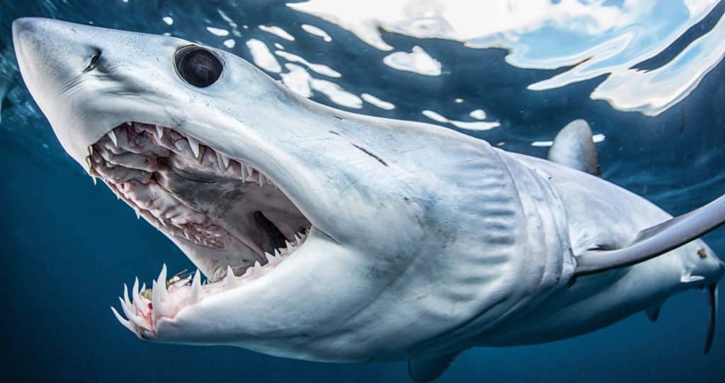 Mako! Supershark of the World's Oceans