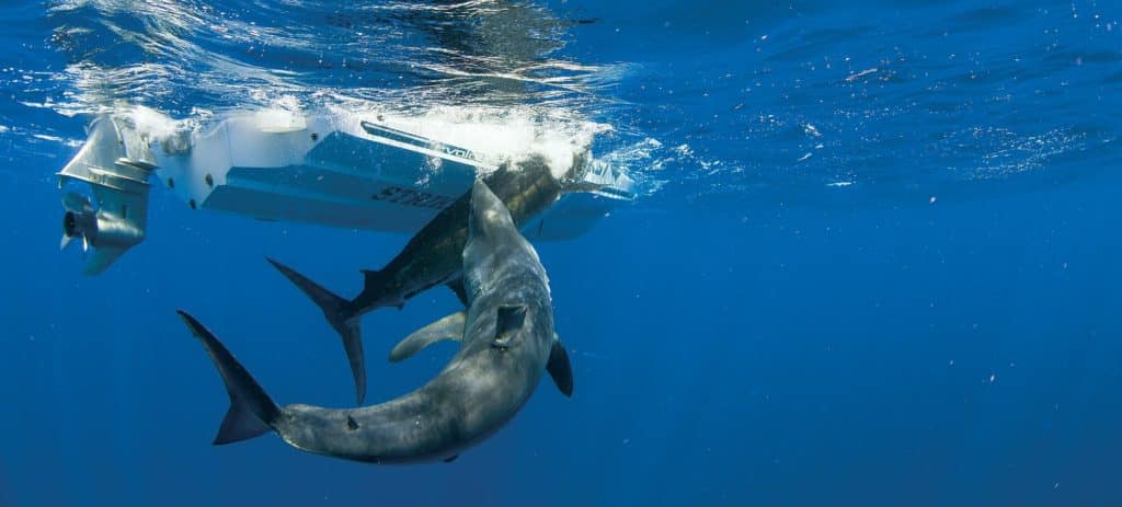 Mako! Supershark of the World's Oceans