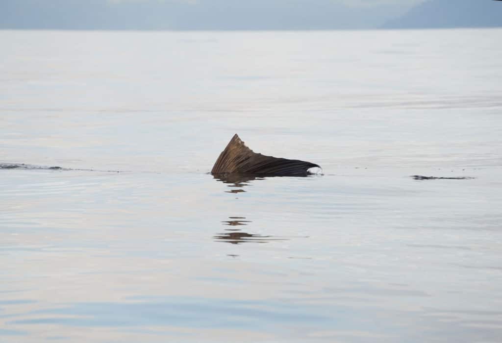 Fishing the Lonely Pacific Coast of Colombia