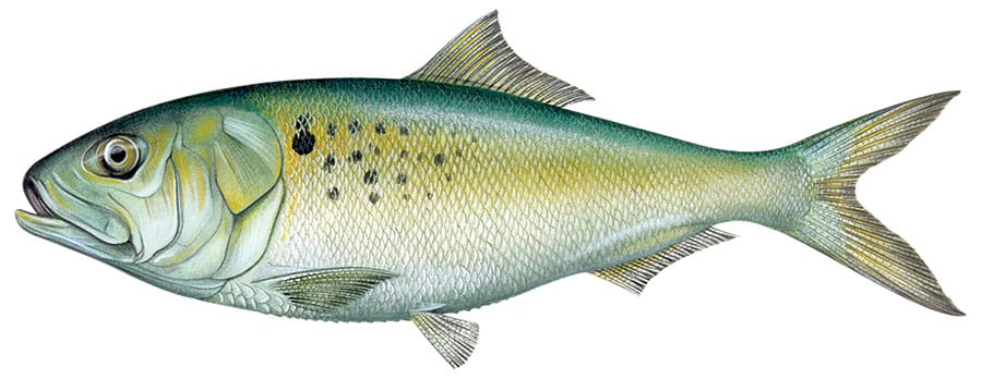 Atlantic Menhaden