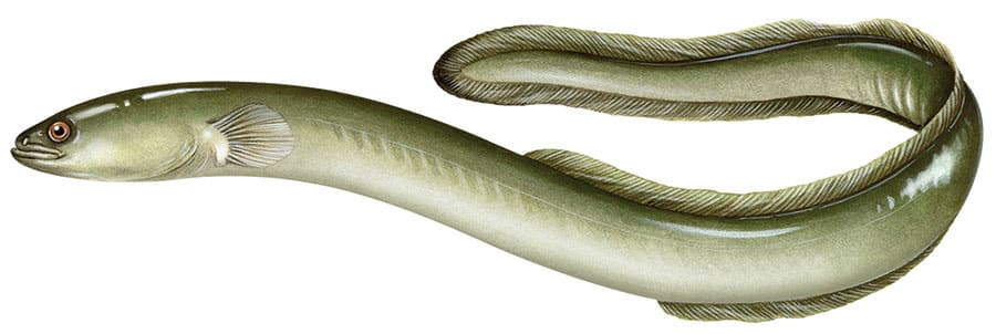 American Eel