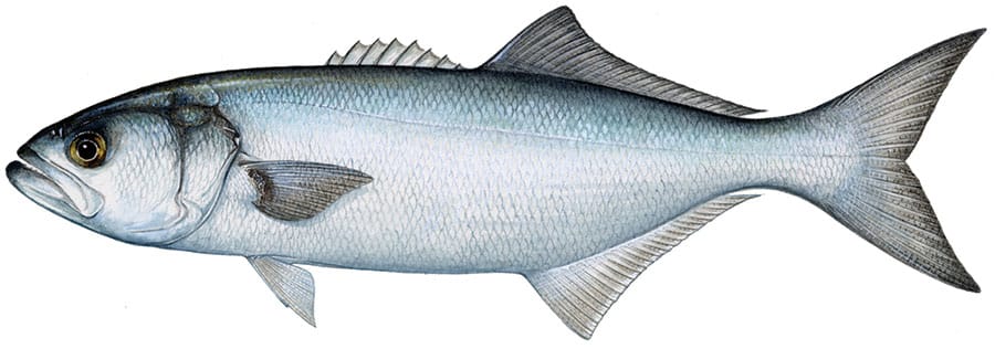 Bluefish