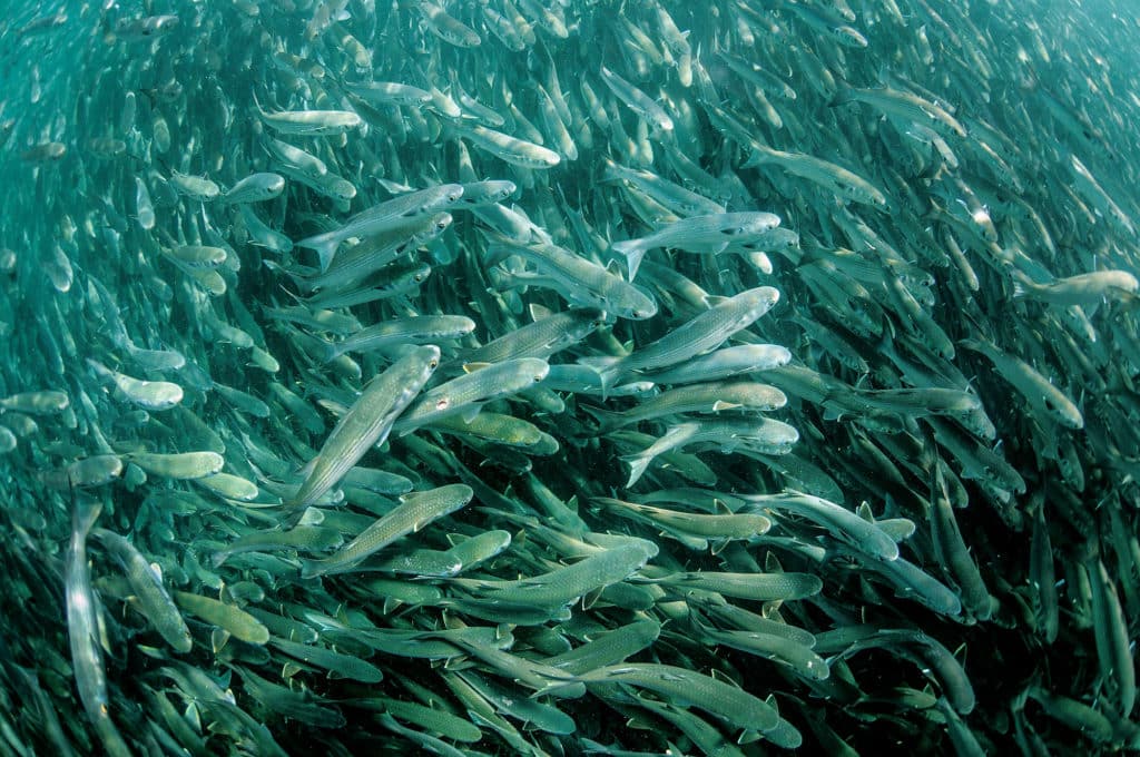 Schools of bait fish