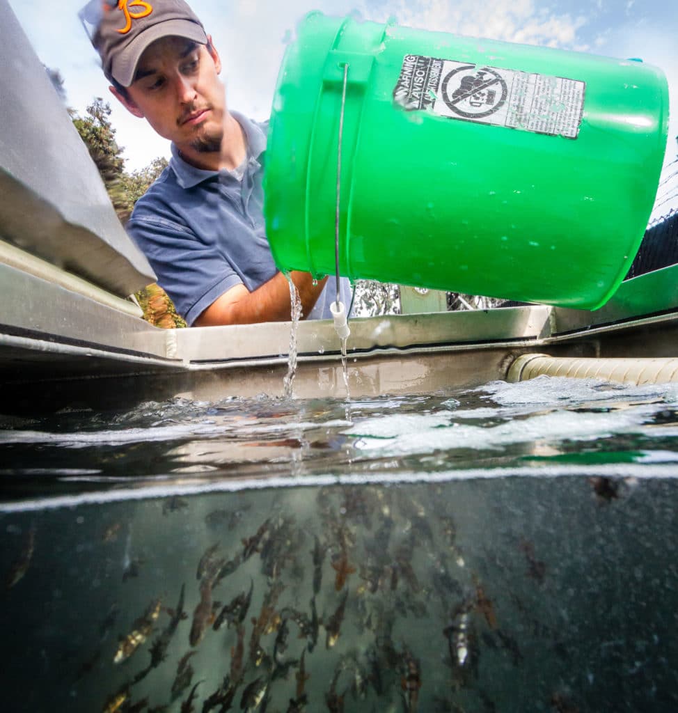 White seabass hatchery program