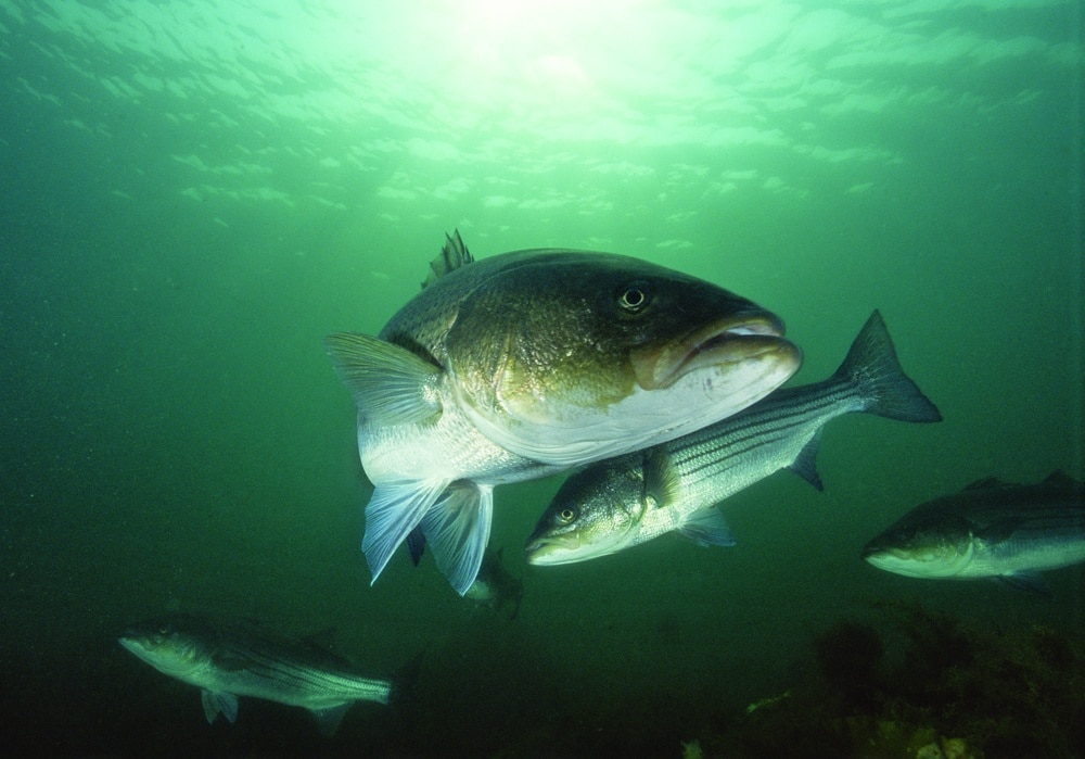 Stripers swimming underwater