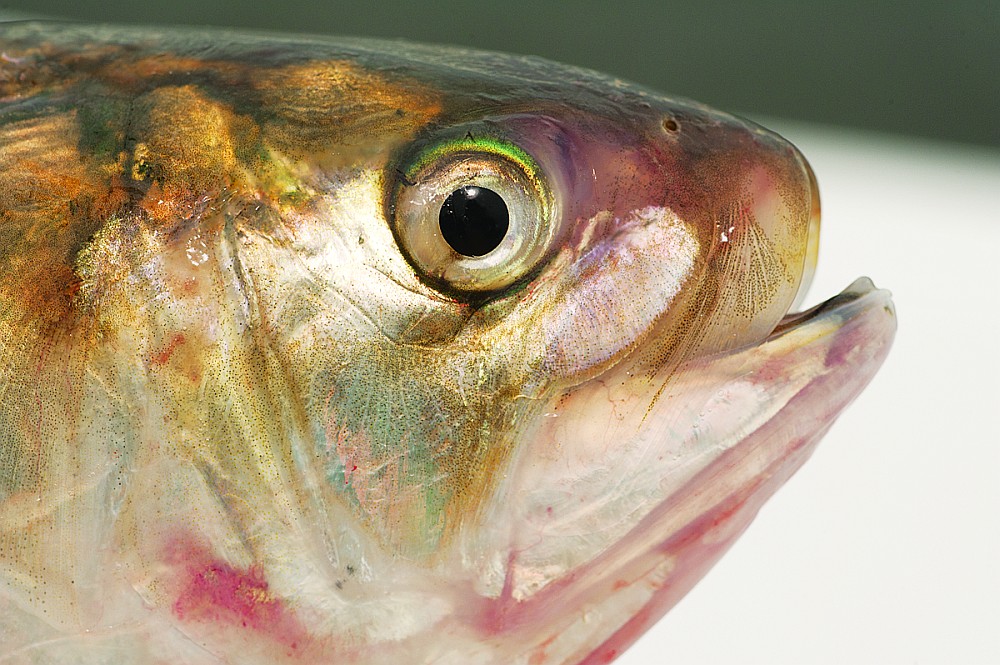 Bunker aka menhaden live bait for fishing for stripers