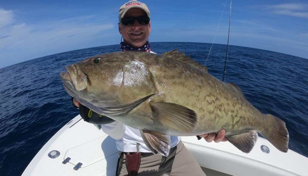 Large gag grouper