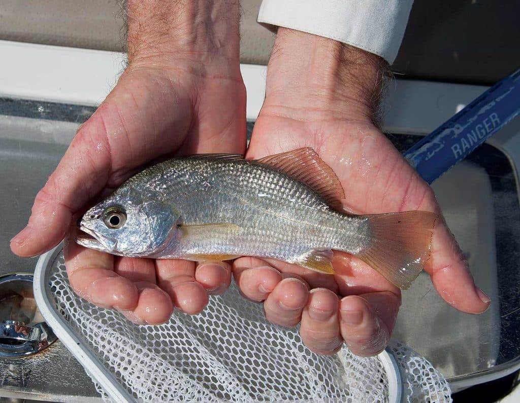 A silver perch