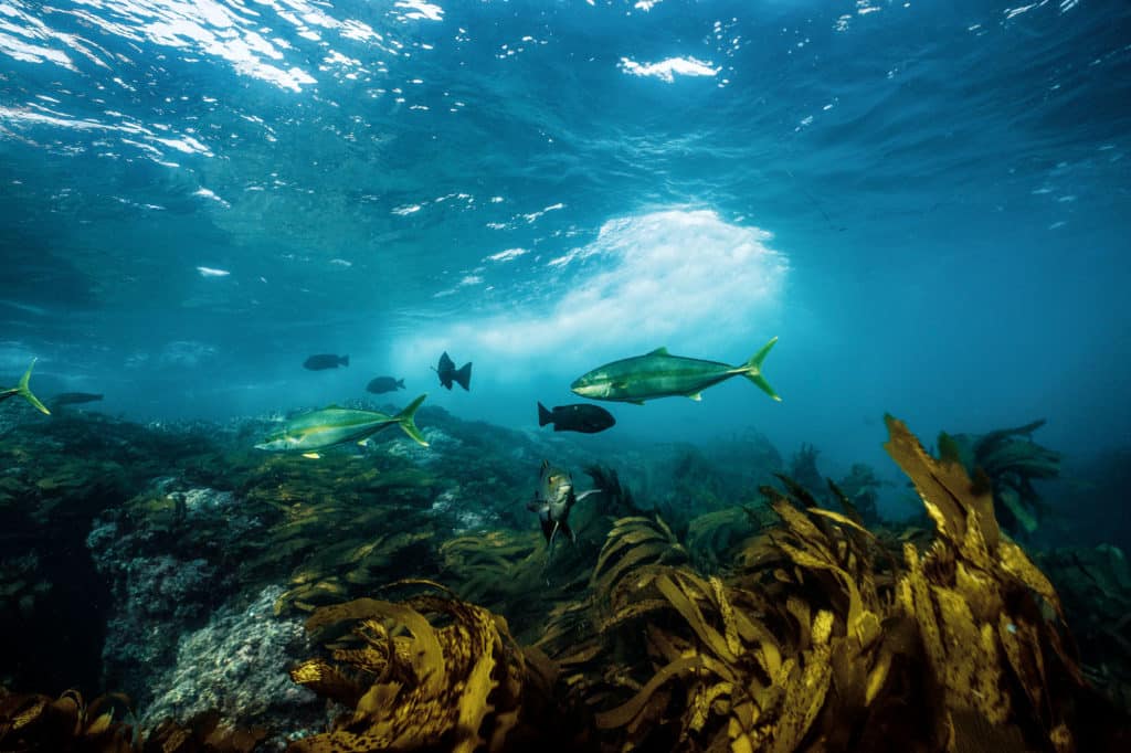 Yellowtail underneath kelp paddies