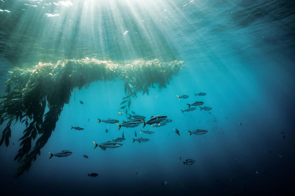 Yellowtail hanging over a shallow ridge