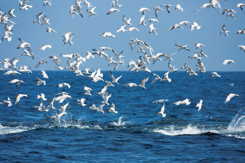 Terns chasing baitfish