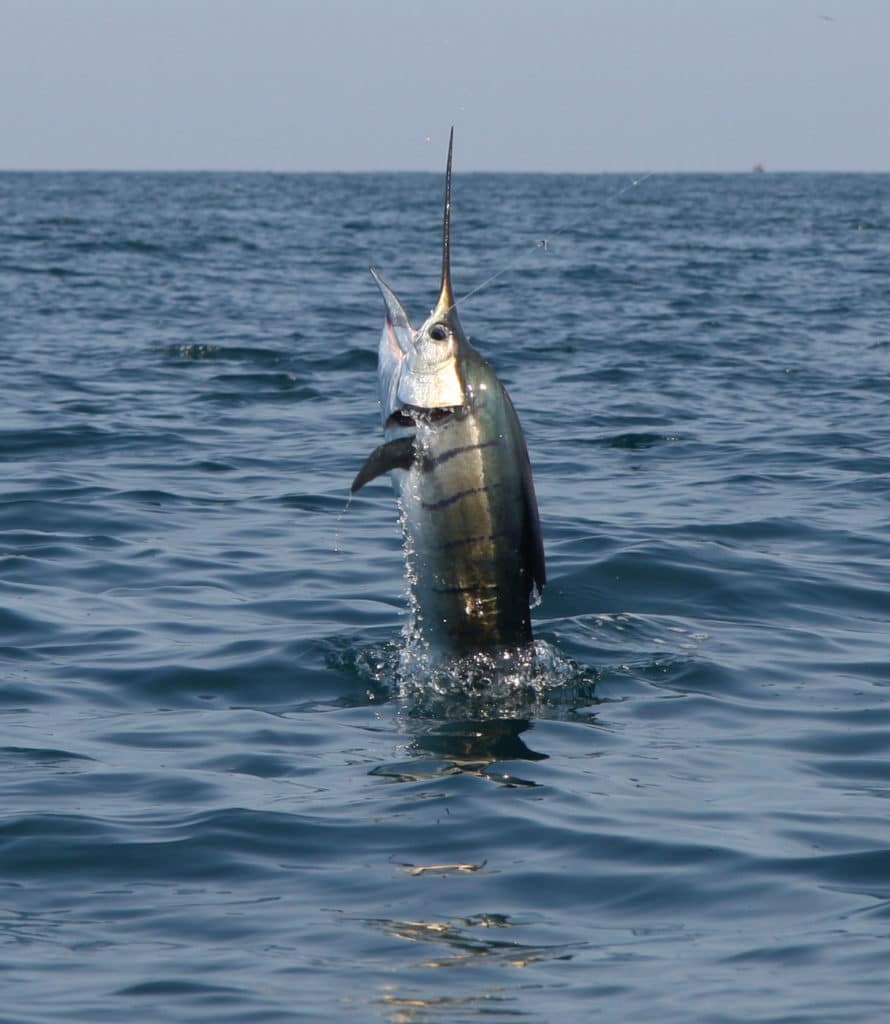 Rompin sailfish jumping