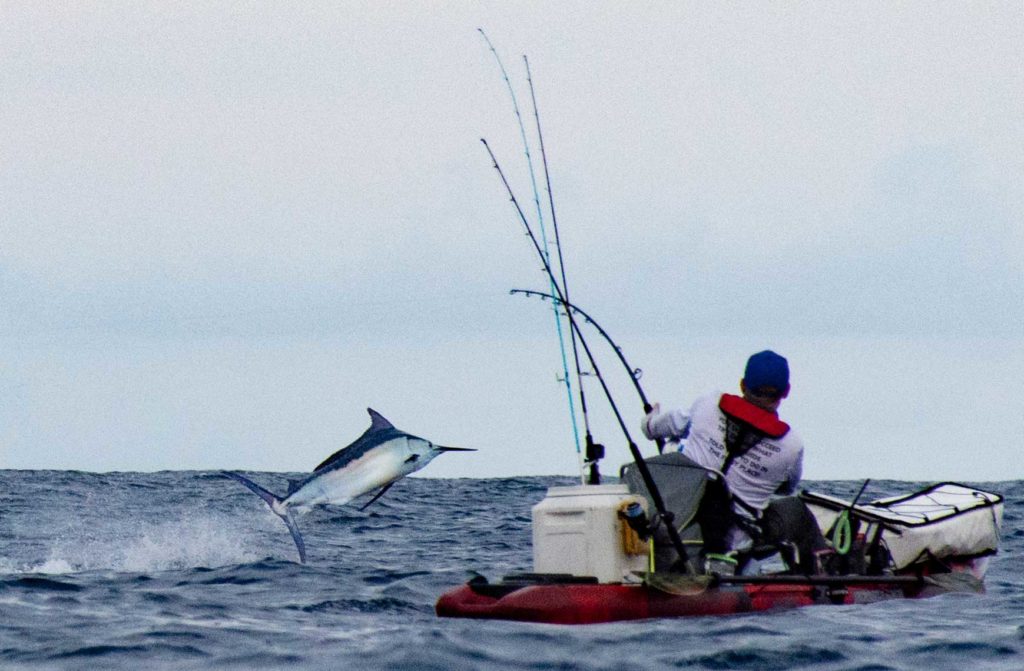 Massive Black Marlin Caught By Solo Kayaker