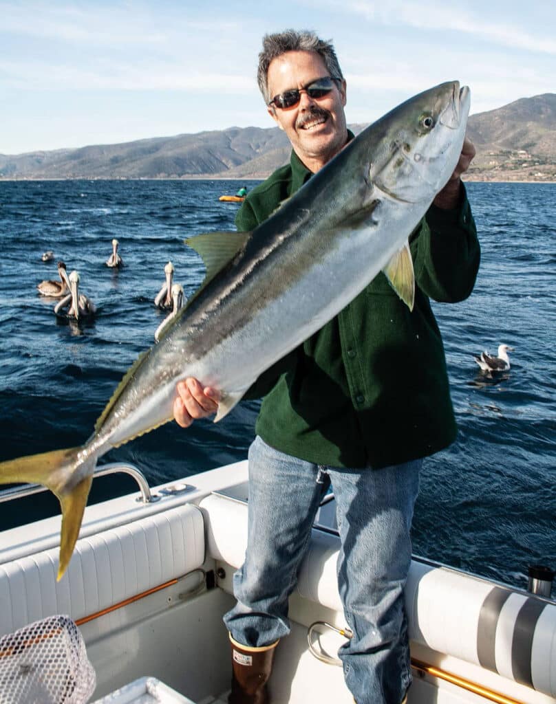 California yellowtail