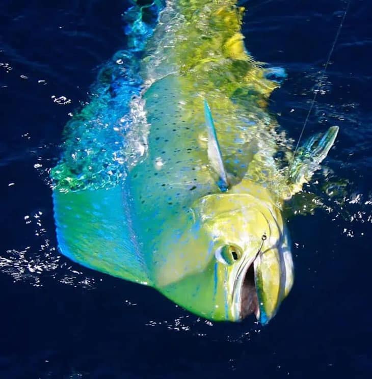 California dorado