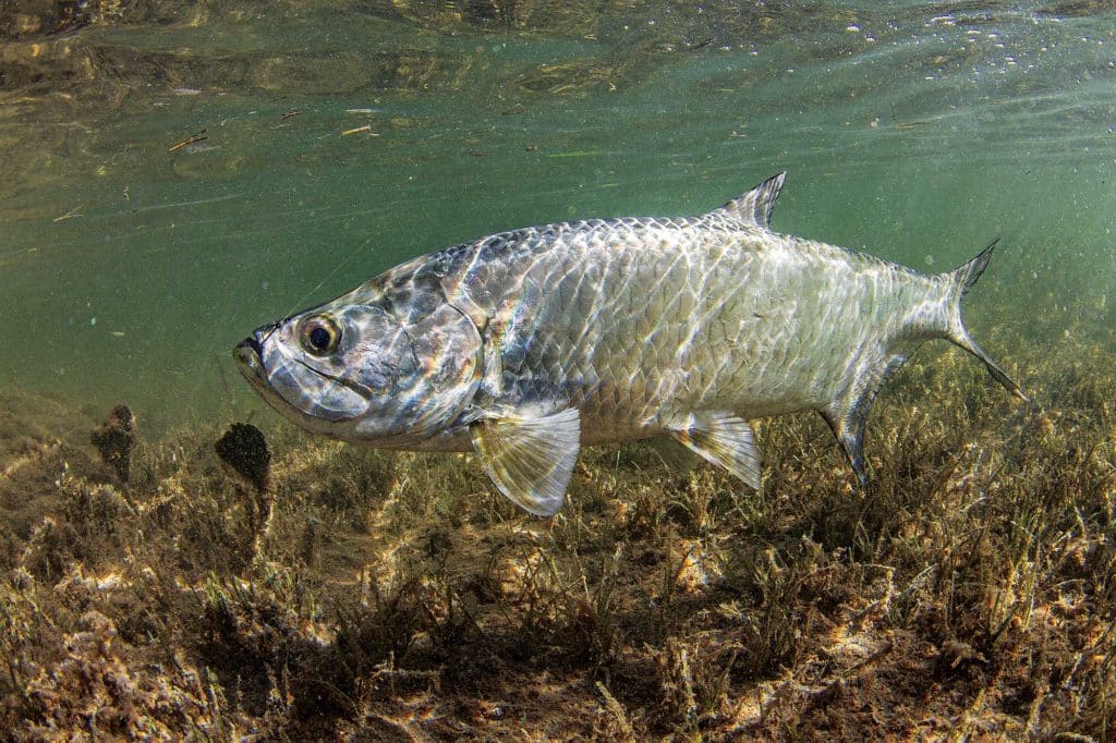 Tarpon swimming in Biscayne Bay