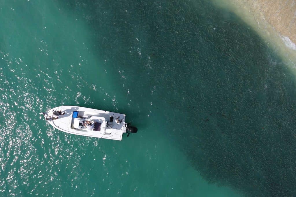 Mullet run from overhead