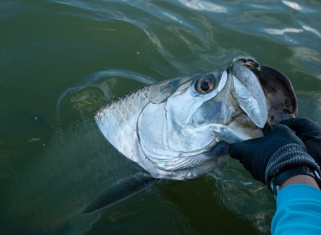 Large mullet brought boatside